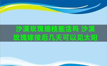 沙漠玫瑰插枝能活吗 沙漠玫瑰嫁接后几天可以见太阳